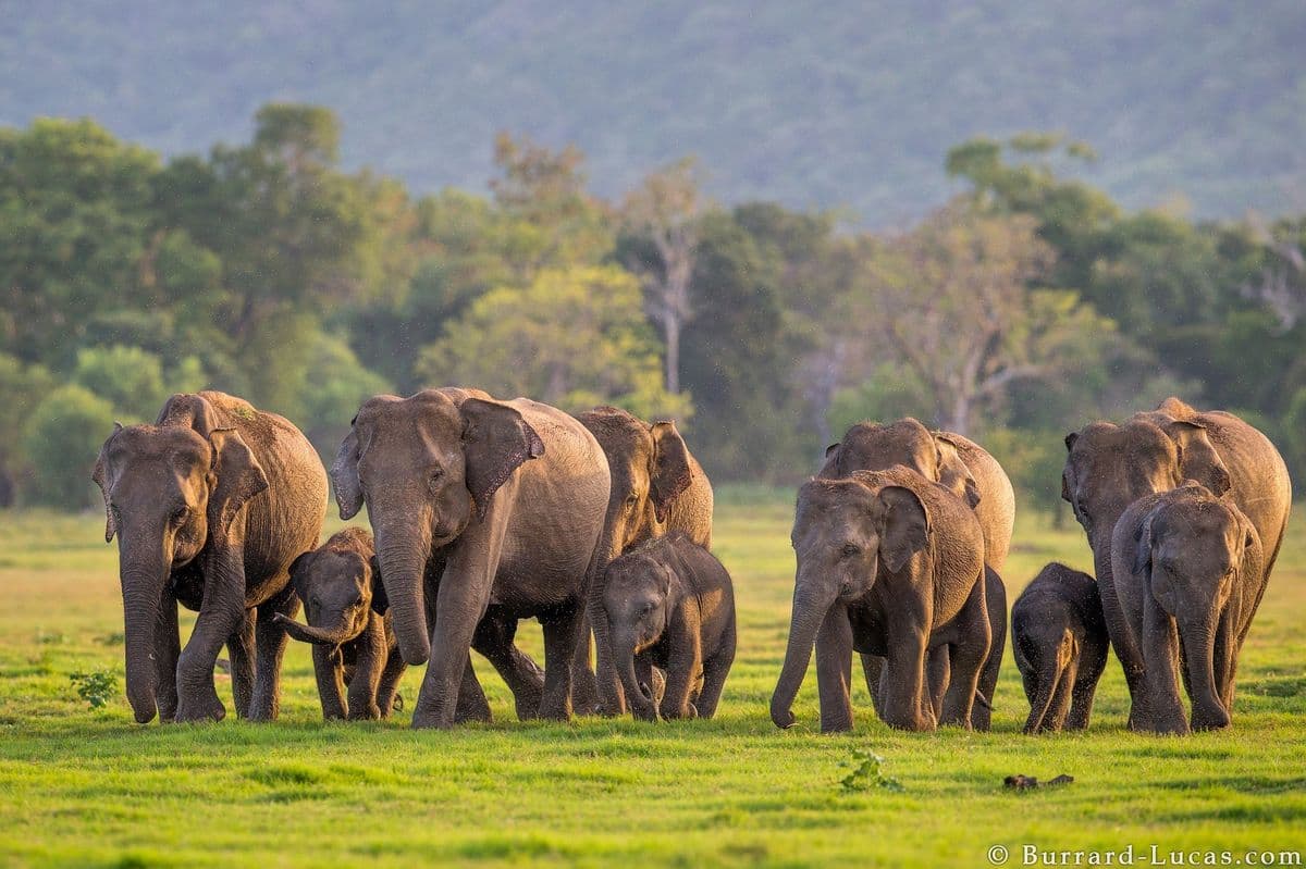 Sri Lankan elephant herd safari